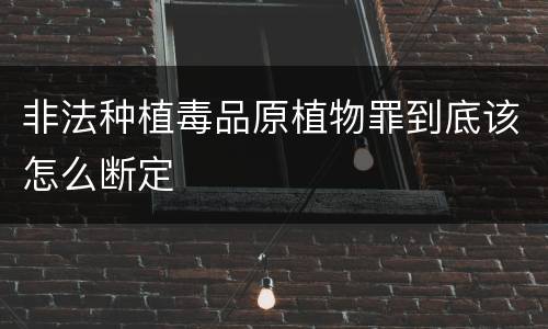 非法种植毒品原植物罪到底该怎么断定
