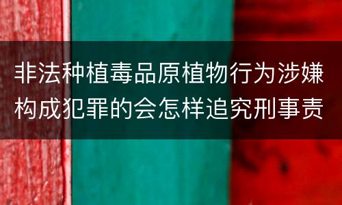 非法种植毒品原植物行为涉嫌构成犯罪的会怎样追究刑事责任