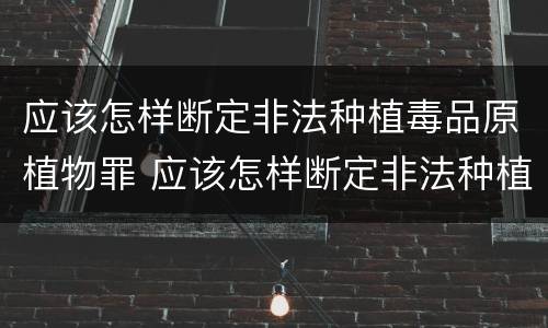 应该怎样断定非法种植毒品原植物罪 应该怎样断定非法种植毒品原植物罪名