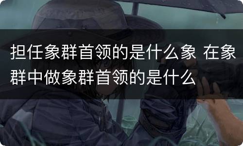 担任象群首领的是什么象 在象群中做象群首领的是什么