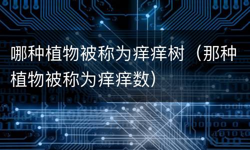 哪种植物被称为痒痒树（那种植物被称为痒痒数）