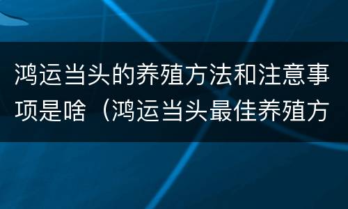 鸿运当头的养殖方法和注意事项是啥（鸿运当头最佳养殖方法）