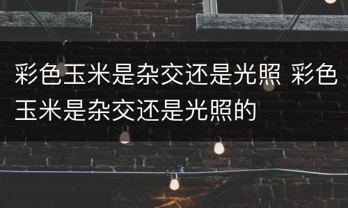 彩色玉米是杂交还是光照 彩色玉米是杂交还是光照的