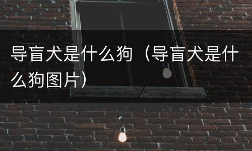 导盲犬是什么狗（导盲犬是什么狗图片）