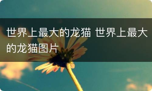 世界上最大的龙猫 世界上最大的龙猫图片