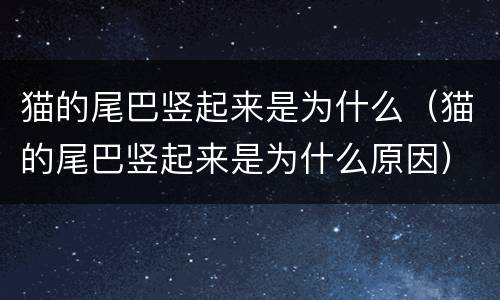 猫的尾巴竖起来是为什么（猫的尾巴竖起来是为什么原因）