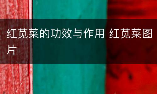 红苋菜的功效与作用 红苋菜图片