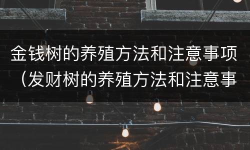 金钱树的养殖方法和注意事项（发财树的养殖方法和注意事项）