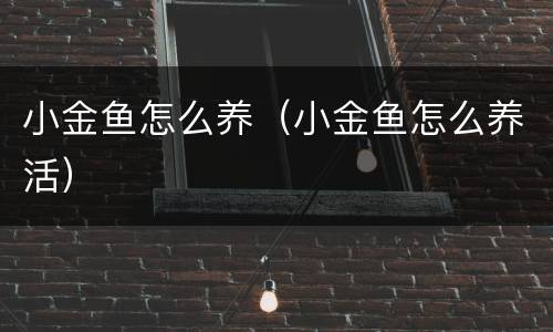 小金鱼怎么养（小金鱼怎么养活）
