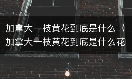 加拿大一枝黄花到底是什么（加拿大一枝黄花到底是什么花）