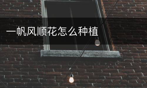 一帆风顺花怎么种植