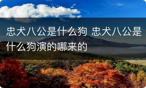 忠犬八公是什么狗 忠犬八公是什么狗演的哪来的