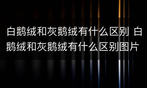 白鹅绒和灰鹅绒有什么区别 白鹅绒和灰鹅绒有什么区别图片
