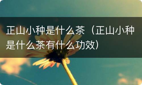 正山小种是什么茶（正山小种是什么茶有什么功效）