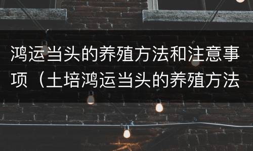 鸿运当头的养殖方法和注意事项（土培鸿运当头的养殖方法和注意事项）