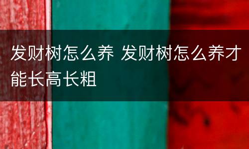 发财树怎么养 发财树怎么养才能长高长粗