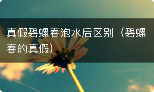 真假碧螺春泡水后区别（碧螺春的真假）