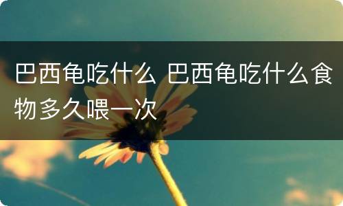 巴西龟吃什么 巴西龟吃什么食物多久喂一次