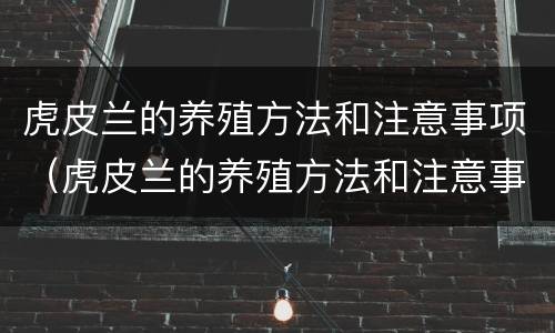 虎皮兰的养殖方法和注意事项（虎皮兰的养殖方法和注意事项虎皮兰开花吗）