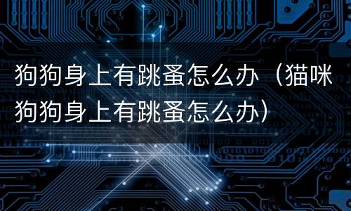 狗狗身上有跳蚤怎么办（猫咪狗狗身上有跳蚤怎么办）