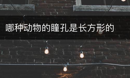 哪种动物的瞳孔是长方形的
