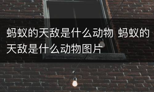 蚂蚁的天敌是什么动物 蚂蚁的天敌是什么动物图片