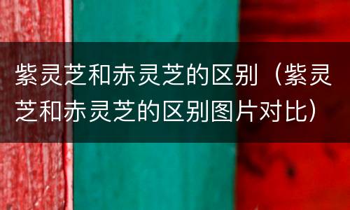 紫灵芝和赤灵芝的区别（紫灵芝和赤灵芝的区别图片对比）