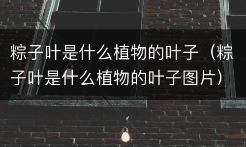 粽子叶是什么植物的叶子（粽子叶是什么植物的叶子图片）