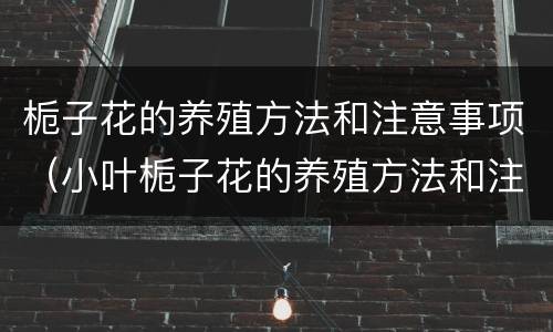 栀子花的养殖方法和注意事项（小叶栀子花的养殖方法和注意事项）