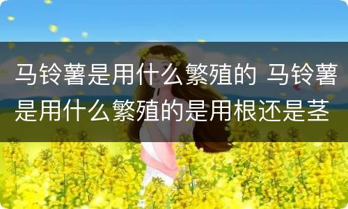 马铃薯是用什么繁殖的 马铃薯是用什么繁殖的是用根还是茎