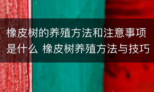 橡皮树的养殖方法和注意事项是什么 橡皮树养殖方法与技巧