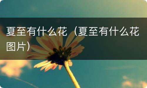 夏至有什么花（夏至有什么花图片）