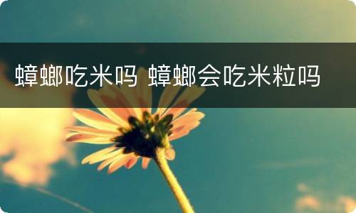 蟑螂吃米吗 蟑螂会吃米粒吗