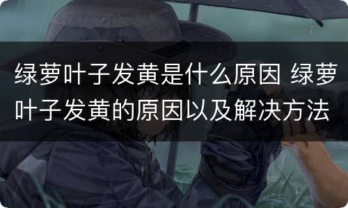 绿萝叶子发黄是什么原因 绿萝叶子发黄的原因以及解决方法