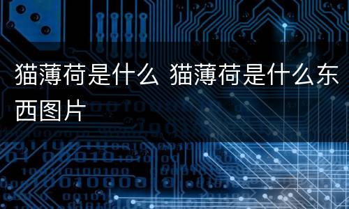 猫薄荷是什么 猫薄荷是什么东西图片