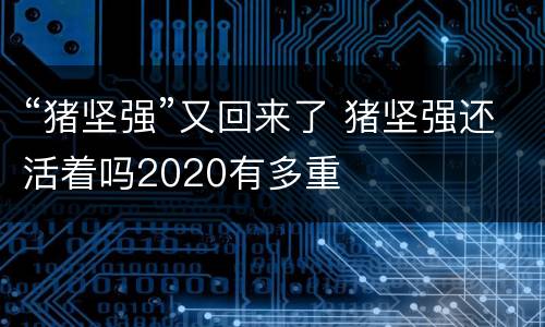 “猪坚强”又回来了 猪坚强还活着吗2020有多重