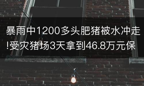 暴雨中1200多头肥猪被水冲走!受灾猪场3天拿到46.8万元保险赔付
