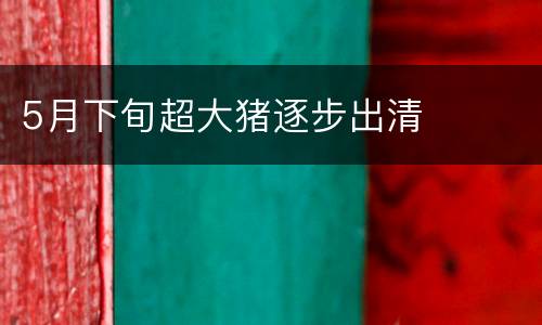 5月下旬超大猪逐步出清