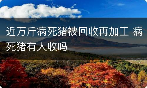 近万斤病死猪被回收再加工 病死猪有人收吗