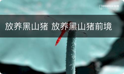 放养黑山猪 放养黑山猪前境