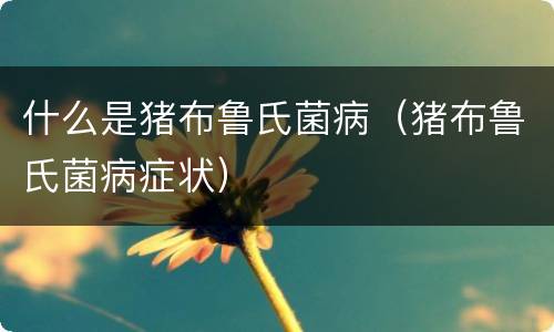 什么是猪布鲁氏菌病（猪布鲁氏菌病症状）