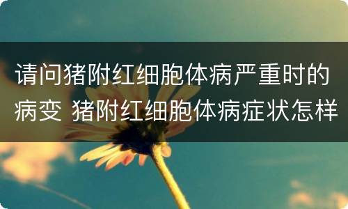 请问猪附红细胞体病严重时的病变 猪附红细胞体病症状怎样治疗