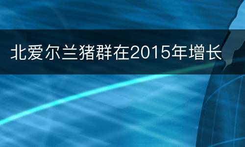 北爱尔兰猪群在2015年增长