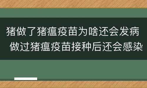 猪做了猪瘟疫苗为啥还会发病 做过猪瘟疫苗接种后还会感染猪瘟吗