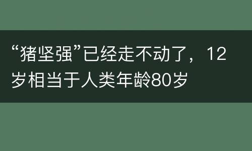 “猪坚强”已经走不动了，12岁相当于人类年龄80岁