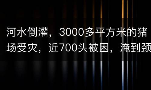河水倒灌，3000多平方米的猪场受灾，近700头被困，淹到颈脖子!