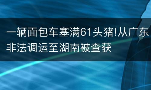 一辆面包车塞满61头猪!从广东非法调运至湖南被查获