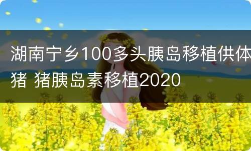 湖南宁乡100多头胰岛移植供体猪 猪胰岛素移植2020
