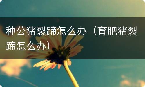 种公猪裂蹄怎么办（育肥猪裂蹄怎么办）