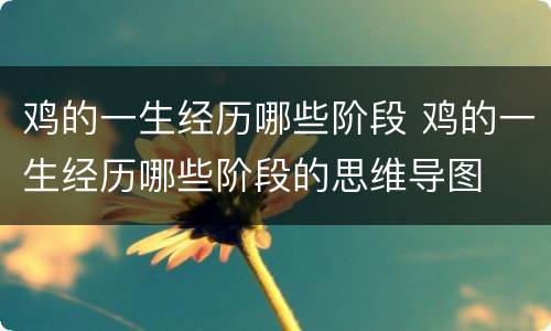 鸡的一生经历哪些阶段 鸡的一生经历哪些阶段的思维导图